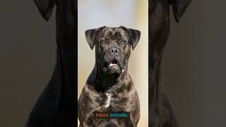 How many colors do the Cane Corso have [upl. by Wehrle578]