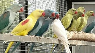 der neue avimarkt bei Zwolle Vogelmarkt BRABANTHALLEN SHERTOGENBOSCH Teil 1 [upl. by Ahsiuqat]