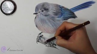 Drawing of a Splendid Fairy Wren  A Twig for a Blue Fairy [upl. by Adirehs213]