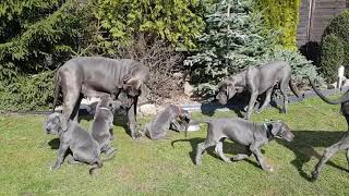 Great Dane Blue  Litter  N O P  16 puppies [upl. by Erland267]