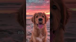 Tvoj horoskopski znak tvoj pas🐶 viralvideo blowup horoskop aktivnost shorts goviral fpyシviral [upl. by Eidarb]