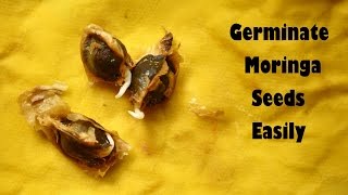 How To Germinate Moringa Or Drumstick Seeds Easily  Paper Towel Method  Grow your own Moringa [upl. by Cannell]