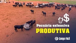 Pecuária extensiva Como tornala mais produtiva  Campo Fácil [upl. by Ricca]