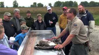 Canada Goose Processing from Field to Table  Indiana DNR [upl. by Ahscrop358]