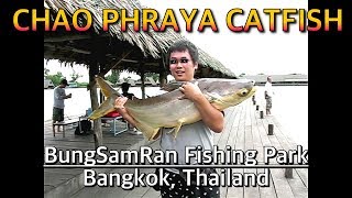 태국 방콕 붕삼란에서 대물 낚시 차오프라야 캣피쉬 CHAO PHRAYA CATFISH BungSamRan Bangkok Thailand [upl. by Ileray830]