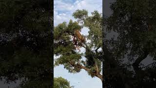 Leopard and Lion Fight Over a Carcass in a Tree With Unexpected Ending [upl. by Jemimah]