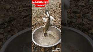 fish hunting animals youtubeshorts shortfeed trendingshorts viralvideo [upl. by Arukas]