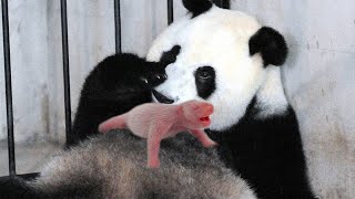 Panda mating and giving birth [upl. by Schlessinger]