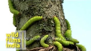 Sericulture silk worms on mulberry bark [upl. by Karlotta317]