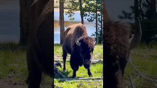 Day in the Life of A Bison at Yellowstone [upl. by Gleich710]