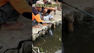 Ikan nila babon sorts mancing ikannila videoviral [upl. by Methuselah]