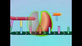 HIV Mechanisms of NRTI Resistance Primer Nucleoside Unblocking [upl. by Danna]