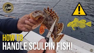 How to Handle Sculpin Fish  What NOT to do with these Sea Creatures [upl. by Elleb135]