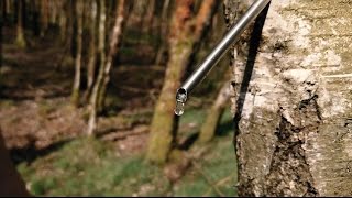 Three methods for tapping sap from a Birch tree [upl. by Ystap465]