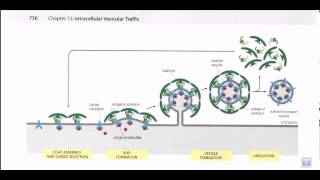 Vesicle formation [upl. by Ahsiruam]