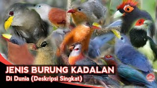 BURUNG KADALAN  JENIS BURUNG MALKOHA  DI DUNIA [upl. by Niltak911]