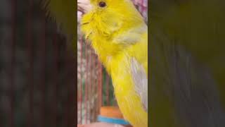 Canary Birds Singing birds birdsinging canarysingingtraining [upl. by Clyde]