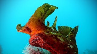 The Extraordinary Sea Hare  Australia [upl. by Lilias]