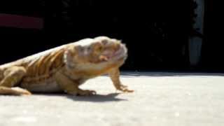 NOM NOM NOM NOM Song Bearded Dragon Style [upl. by Elad]