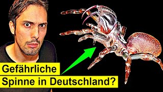 Hochgiftige Spinne Plötzlich in Deutschland an Häusern [upl. by Ahtnammas]