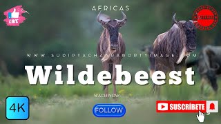 quotWildebeest of Africa Nature’s Epic Migration and Survival Storyquot [upl. by Timon]