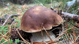 Boletus Edulis en pino silvestre 2023 ESPECTÁCULO [upl. by Adnorat]