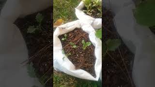 Change of seasons lets change some chit shorts gardening selfimprovement youtubeshorts [upl. by Eimile]