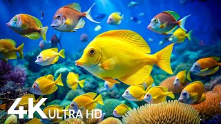 The Best 4K Aquarium  Explore the Stunning World of Sea Jellyfish and Beautiful Coral Reef Fish [upl. by Annaeiluj]