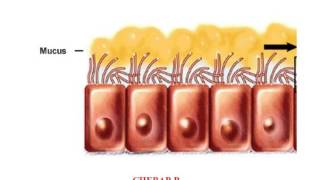 HISTOLOGIE les tissus [upl. by Lecrad]