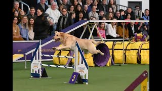 Best of Masters Agility Championship at Westminster  WKC [upl. by Russ211]