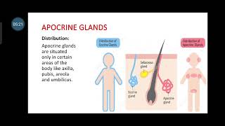 sweat glands  Difference between Eccrine and apocrine gland gujarati explanation [upl. by Attikram]