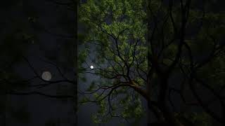 Midnight Moon 🌚 moon night relaxing relaxingmusic dark nature naturelovers like [upl. by Anujra902]