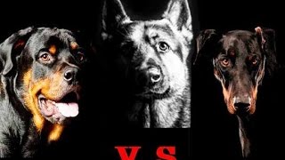 مقارنة بين الروتفيلر و الدوبرمان و الجيرمن شيبرد ROTTWEILER VS DOBERMAN VS GERMAN SHEPHERD [upl. by Karyn]