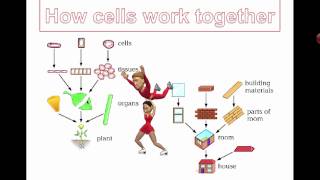 How Cells Work Together Grade 7 [upl. by Yrtnej364]