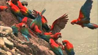 Macaw Breeders Podcast 11 [upl. by Ahusoj]