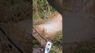 Amazing big redcap fish fishing shortvideo shorts short bigfish freshwaterfish [upl. by Eissirhc]