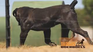 SOUTH AFRICAN BOERBOEL From Targus Boerboels [upl. by Ethelin]