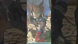 Using a hoof and loop knife farrier horseshoeing asmr horse mule tools quarterhorse [upl. by Ramed]