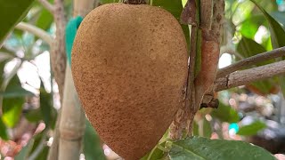 Growing Sapodilla in Las Vegas at Abah Garden [upl. by Latsyrhc]