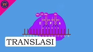 SINTESIS PROTEIN  TRANSLASI [upl. by Xavler]