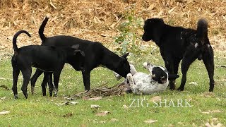 Great RuralDog Golden Labrador Retriever Vs Boston Terrier Mix In Rice field At Village [upl. by Omidyar]