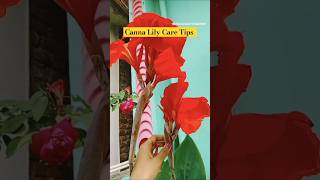 Canna Lily Care Tips  How to Care Vaijayanti flower ‎GunjaCraftGarden shorts viralvideo dance [upl. by Nagiem]