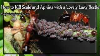 How to Kill Scale and Aphids with a Lovely Lady Beetle [upl. by Nannette]