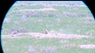 Wyoming Prairie Dogs [upl. by Amalea]