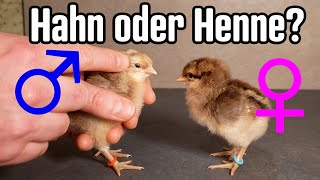 Küken HAHN vs HENNE beim Bielefelder Kennhuhn treffsicher erkennen [upl. by Yennaiv513]