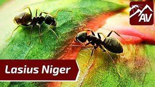 Lasius Niger The Black Garden Ants  1 Year Colony Update [upl. by Sid390]