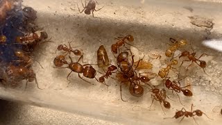 Pogonomyrmex subnitidus update 1 8222 [upl. by Amaras302]