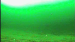 2014 Lake Simcoe Icefishing  Is it Herring or White Fish canada fishingvideo 낚시 캐나다 [upl. by Crooks]