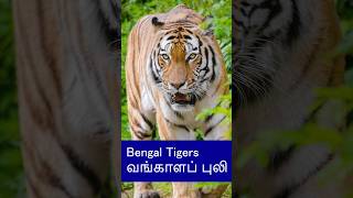 A Wild Dengerous Animal Bengal Tigers shorts bengaltiger trendingshorts tiger animals [upl. by Kaia]