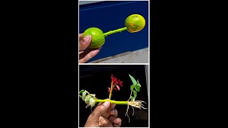 Propagate a rose tree from cuttingscuttingtree gardening gardeninglove gardeninglife [upl. by Lissi]